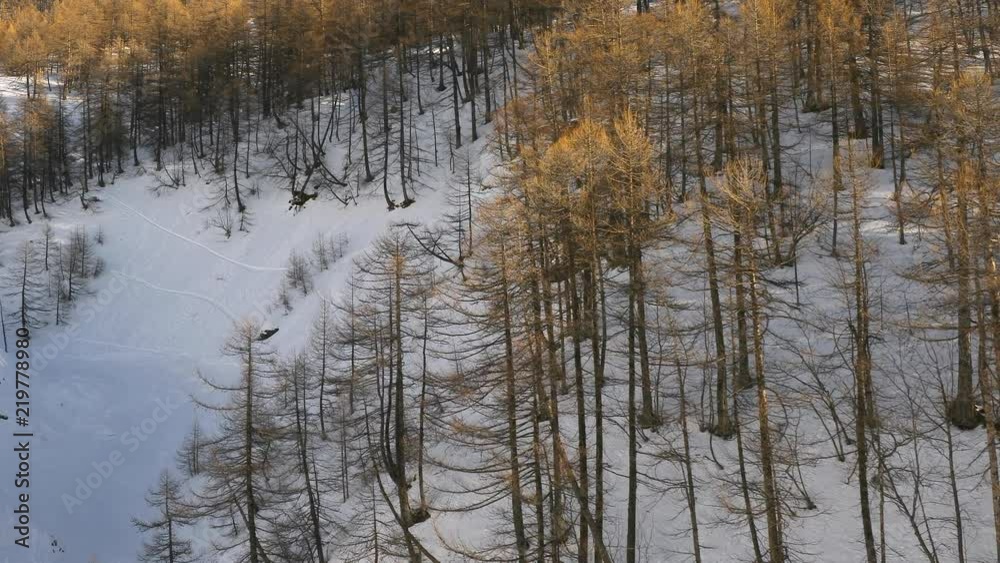 Winter Mountain Forest Winter Mountain Forest