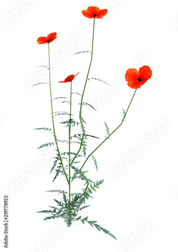 Fototapeta Naklejka Na Ścianę i Meble -  3D Rendering Red Poppy Flowers on White