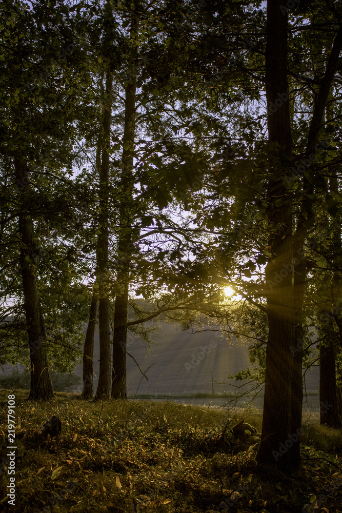 Naklejka premium sunset in forrest