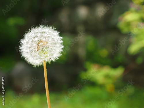 dandelion with white seeds