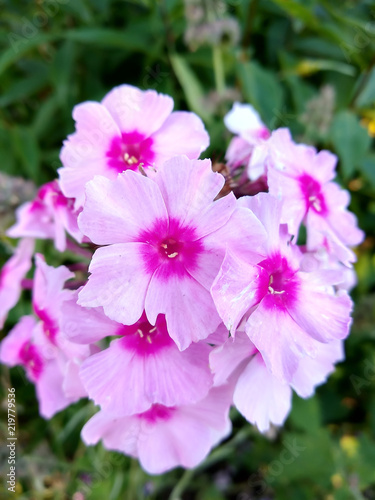Phlox flowers blossomed in the garden