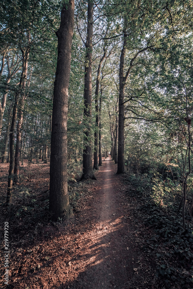 Fototapeta premium Path in deciduous summer forest.