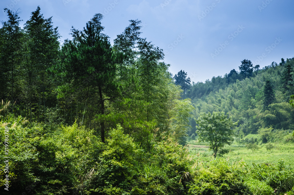 Fototapeta premium Forest and mountain scenery