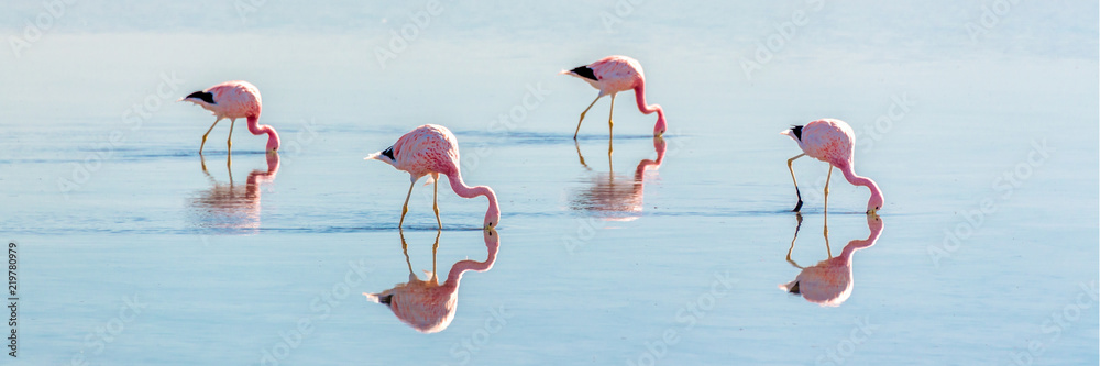 Fototapeta premium Flamingi andyjskie w Laguna Chaxa, Atacama Salar, Chile Flamingi Andyjskie w Laguna Chaxa, Atacama Salar, Chile