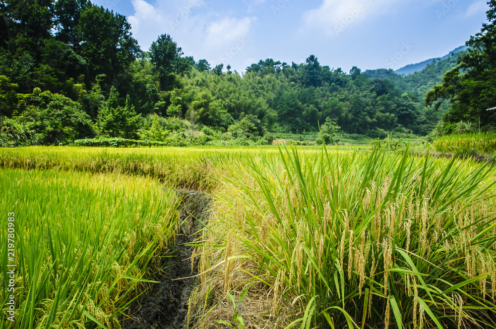 Rice field scenery in autumn Rice field scenery in autumn