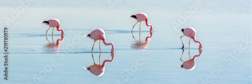 Andean flamingos in Laguna Chaxa, Atacama salar, ChileAndean flamingos in Laguna Chaxa, Atacama salar, Chile