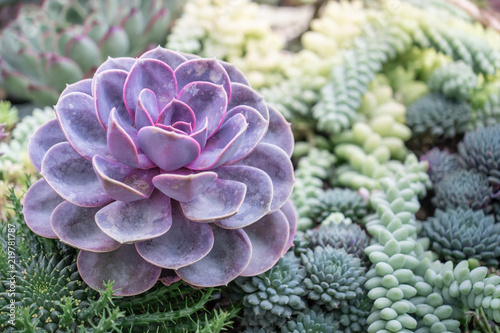 Foto Cactus flower and plant in green cactus garden