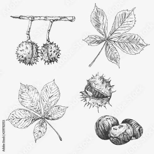 Vector chestnut leaf and nuts drawing set. Autumn elements. Hand drawn detailed botanical illustration
