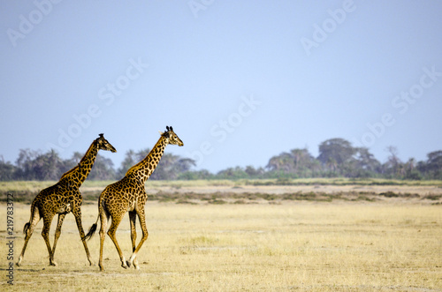 Two giraffes walking in Africa