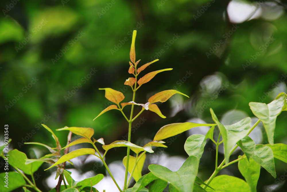 Fototapeta premium green of tree top in the garden.