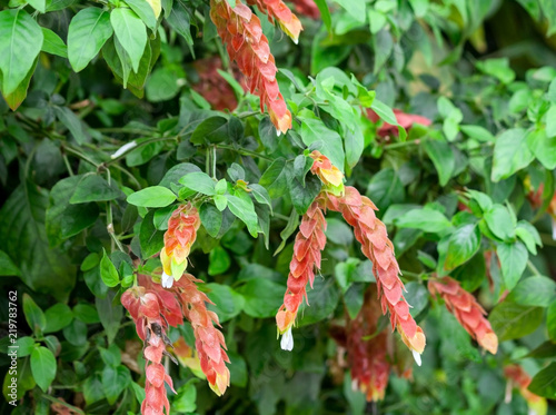acanthaceae beloperone guttata brandegeei piliena, a bush with long red and orange flowers with white buds at the ends, close-up, green foliage on all photos, natural growing in the garden,