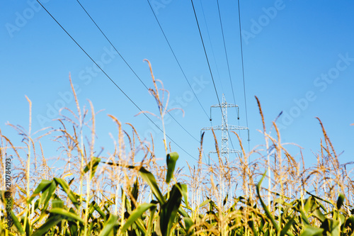 High-voltage lines. Electric line among nature photo