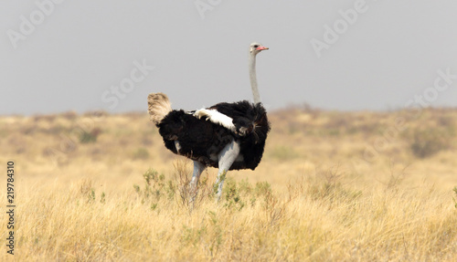Male adult ostrich (Struthio camelus)