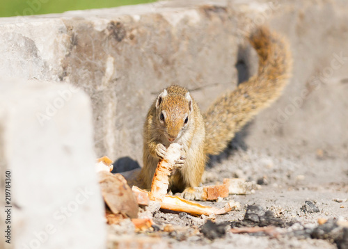 Tree squirrel (Paraxerus cepapi) eating leftover bread photo