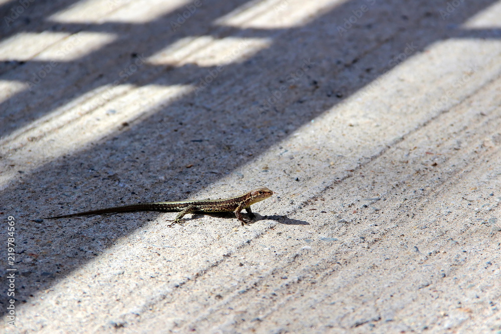 lizard basking in the Sun on a concrete slab reptile lizard basking in the Sun on a concrete slab reptile