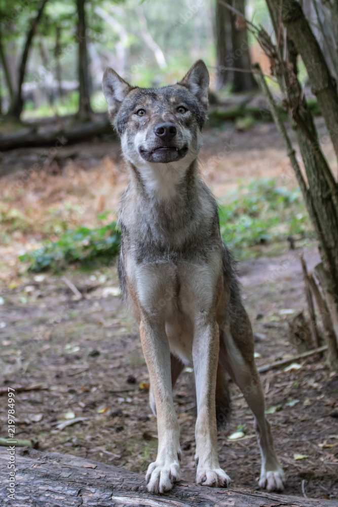 Obraz premium der lachende Wolf