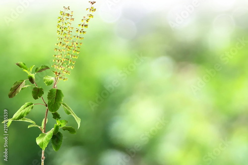 Medicinal tulsi or holy basil indian herb for hindu religion or health concept