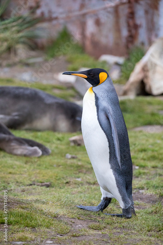 penguin in the arctic