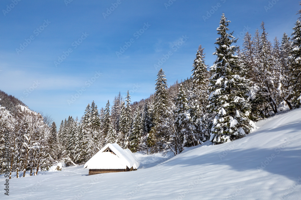 Fototapeta premium Sunny winter landscape