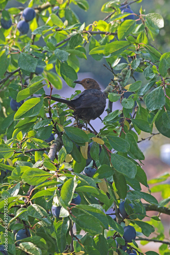 young blackbird on a tree with ripe plums