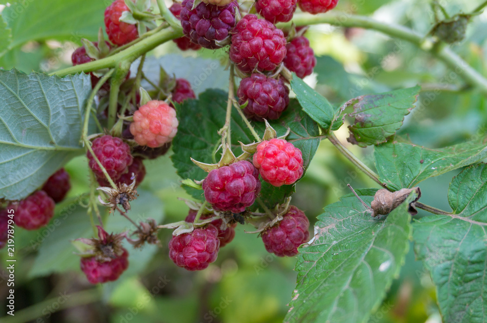Fresh ripe raspberries on a bush. Raspberry harvest Fresh ripe raspberries on a bush. Raspberry harvest