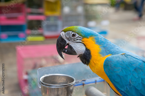 a parrot sitting at home