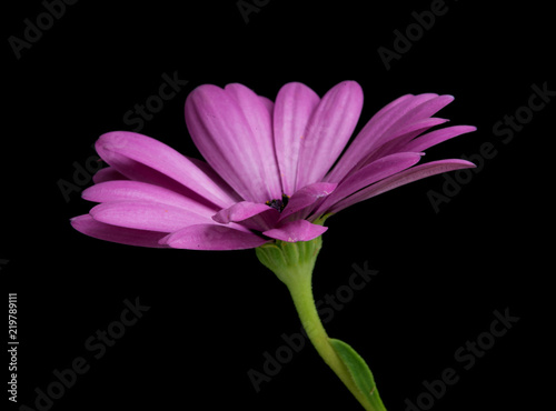 beautiful osteospermum or african daisy flower isolated on black