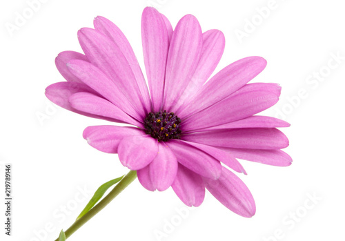 beautiful osteospermum or african daisy flower isolated on white © Liza