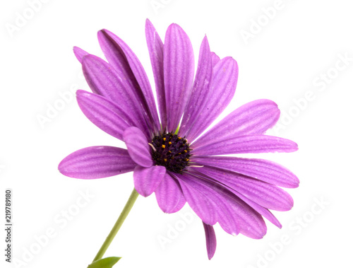 beautiful osteospermum or african daisy flower isolated on white