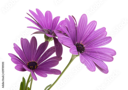 beautiful osteospermum or african daisy flower isolated on white