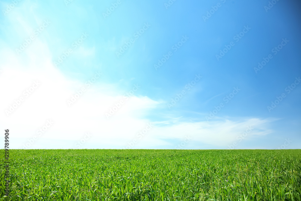 Green field with beautiful sky on sunny spring day Green field with beautiful sky on sunny spring day