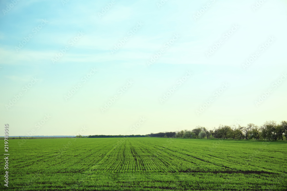 Green field with beautiful sky on sunny spring day