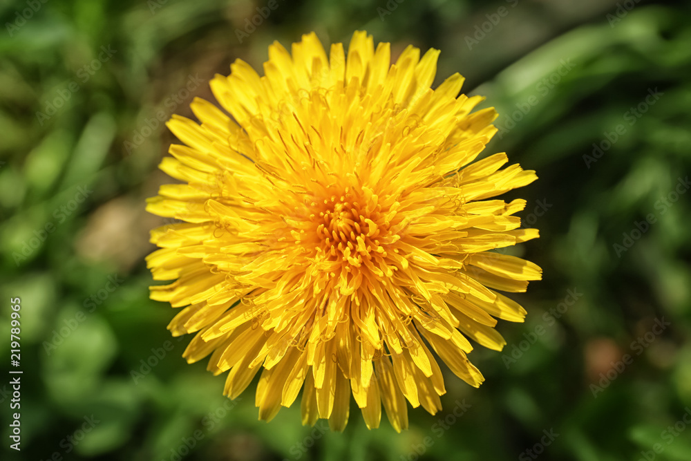 Beautiful dandelion on spring day, closeup Beautiful dandelion on spring day, closeup