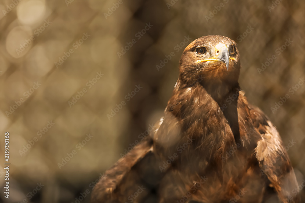 Fototapeta premium Eagle in zoological garden