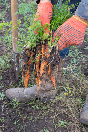 Hand of man pulling grown carrots,carrots freshly pulled
