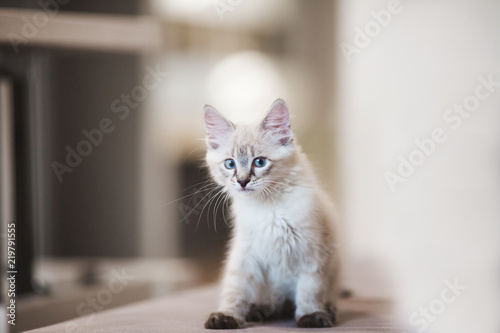 SIberian Neva Masquerade kitten with beautiful blue eyes sitting indoors. Closeup portrait of cute kitten with gray hair