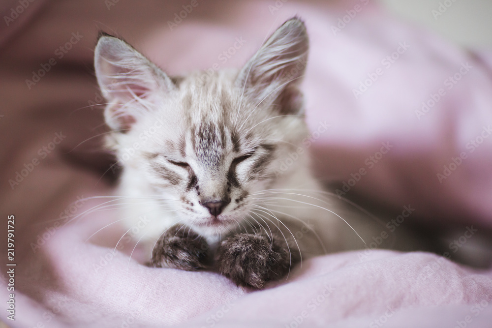 Closeup portrait of sleeping cute kitten with gray hair. SIberian Neva Masquerade kitten.