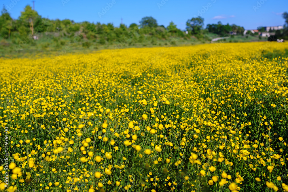 Summer landscape with textured sky and grazing herd of cows on the field, overgrown with yellow flowers. Background.