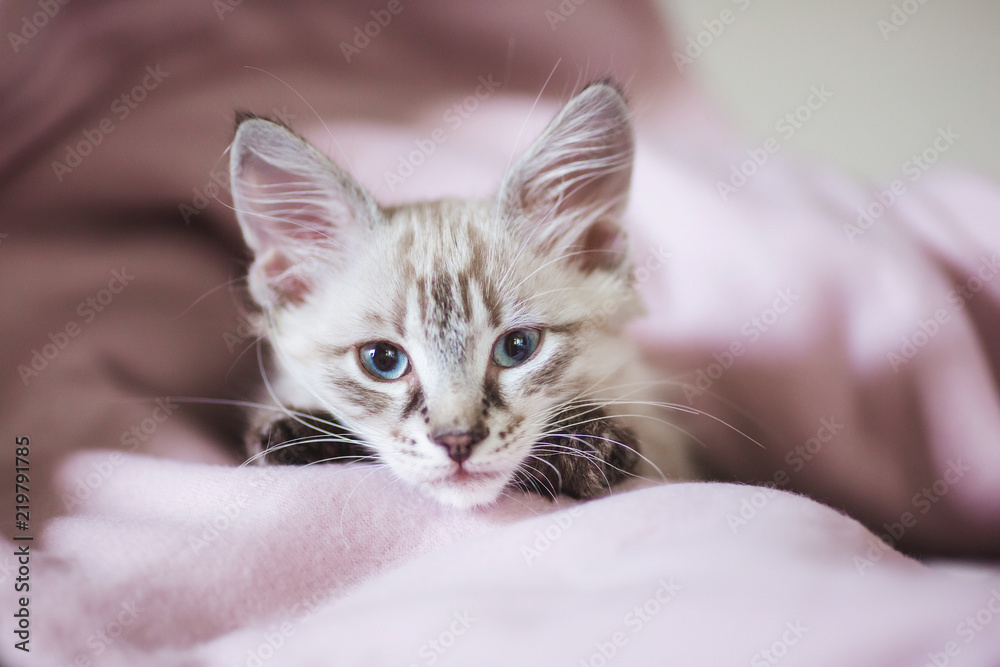 SIberian Neva Masquerade kitten with beautiful blue eyes. Closeup portrait of cute kitten with gray hair