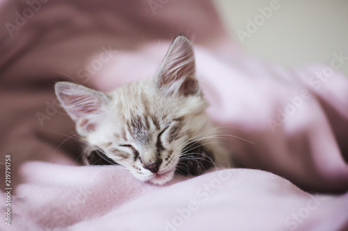 Closeup portrait of sleeping cute kitten with gray hair. SIberian Neva Masquerade kitten.