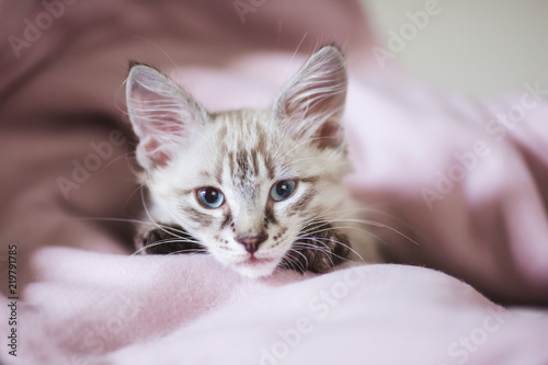 SIberian Neva Masquerade kitten with beautiful blue eyes. Closeup portrait of cute kitten with gray hair