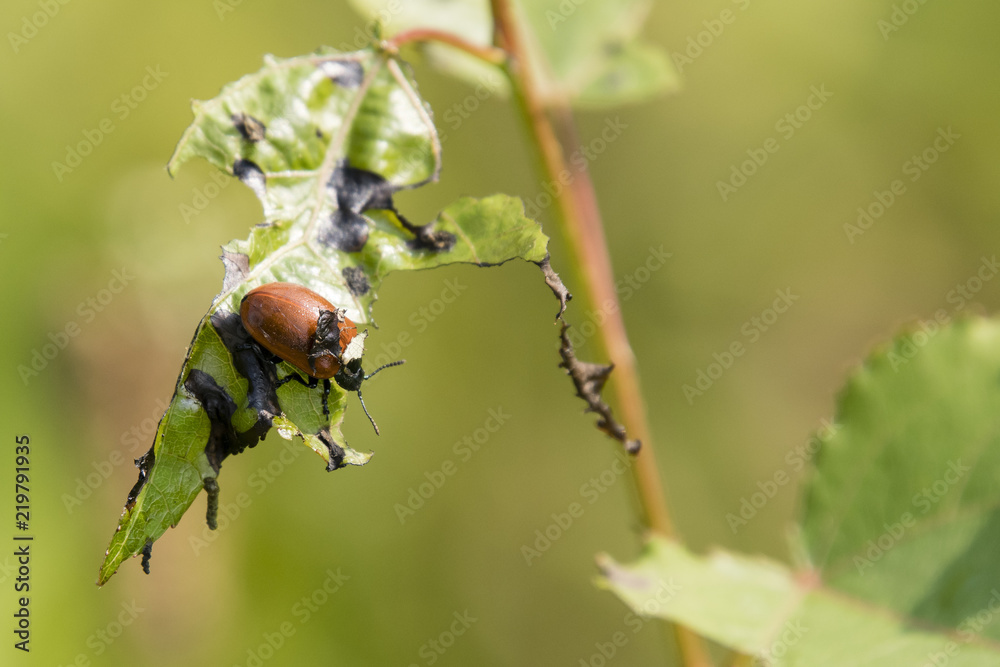 Brown beetle on birch leaf.