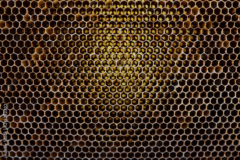 Background texture and pattern of a section of wax honeycomb from a bee hive filled with golden honey in a full frame view