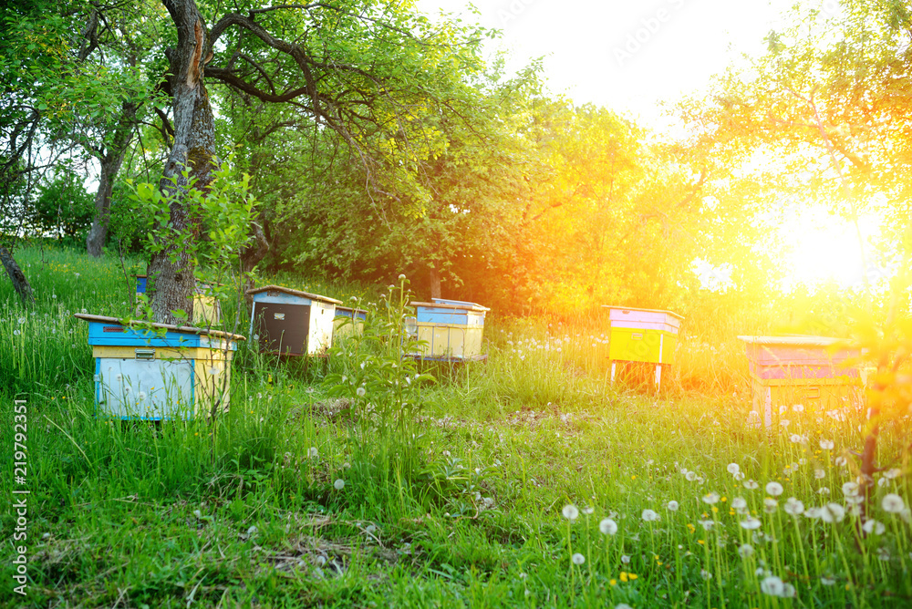 Polish landscape with beehives on ecological field