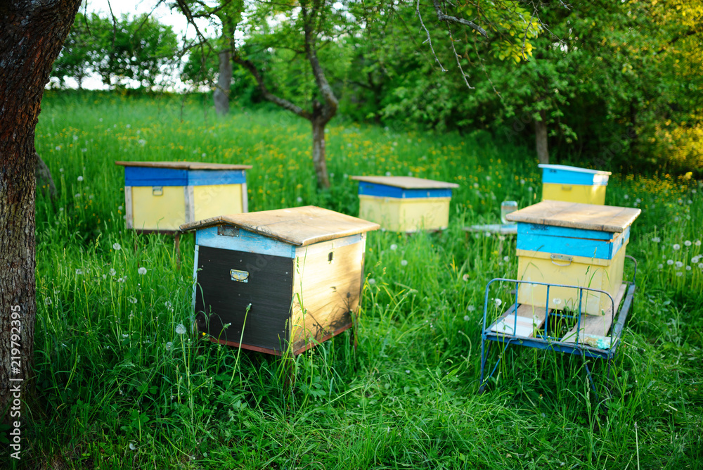 Polish landscape with beehives on ecological field Polish landscape with beehives on ecological field
