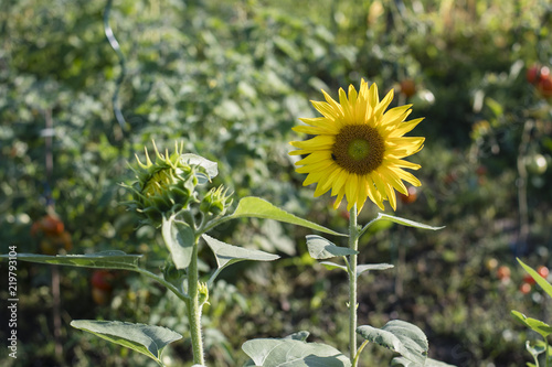 Fototapeta Naklejka Na Ścianę i Meble -  Sunflower in detail in nature.