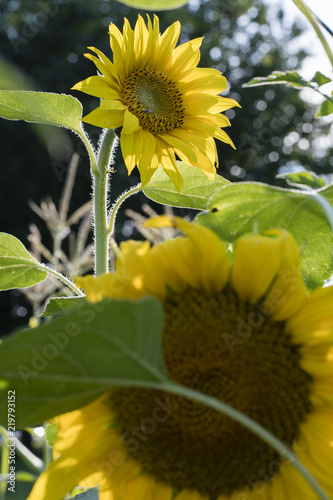 Fototapeta Naklejka Na Ścianę i Meble -  Sunflower in detail in nature.