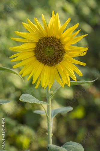 Fototapeta Naklejka Na Ścianę i Meble -  Sunflower in detail in nature.