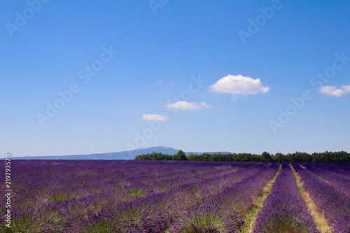 Lavandes et Mont Ventoux