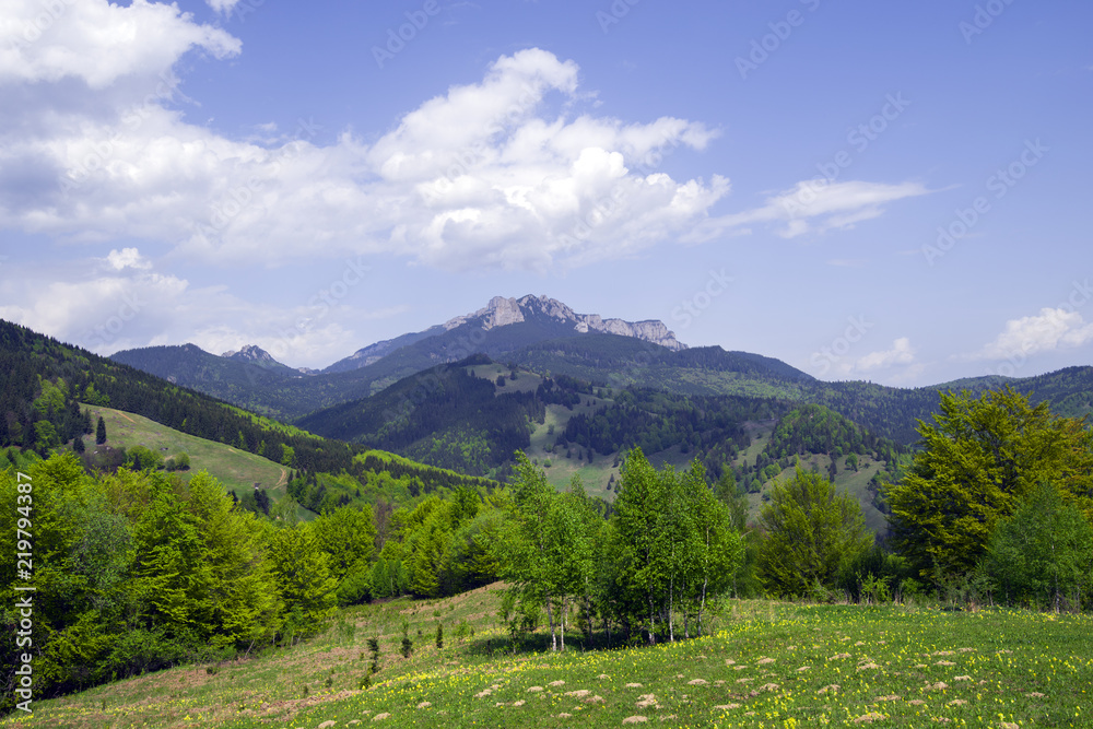 Forest panorama in springtime